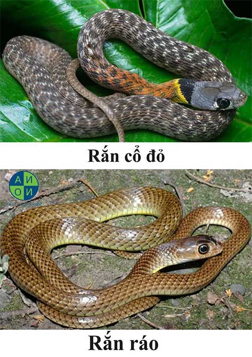 ran-co-do Rắn cổ đỏ khá giống rắn ráo.