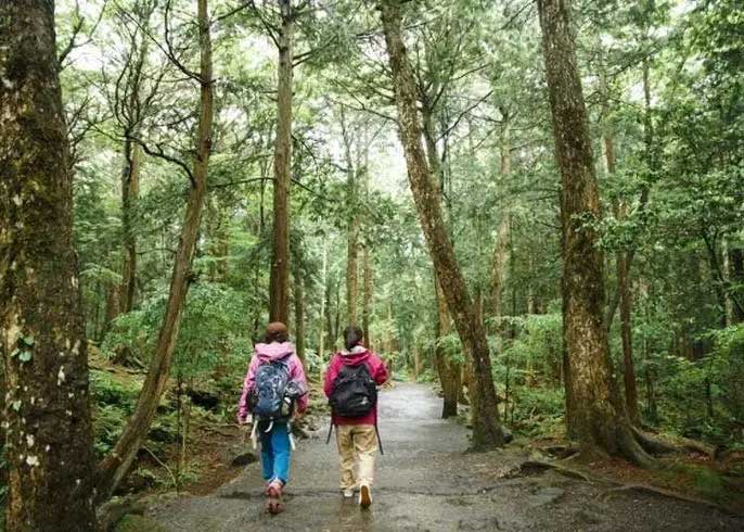 rung-aokigahara-6 Rừng Aokigahara là địa điểm du lịch, tham quan thiên nhiên tươi đẹp