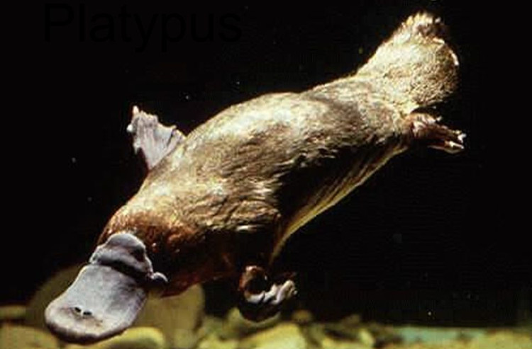 thu-mo-vit-1 Con thú lạ này thích sống gần nước, thường đào hang ở bờ sông hay bờ hồ.