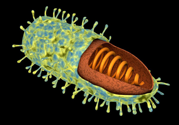 Virus dại​