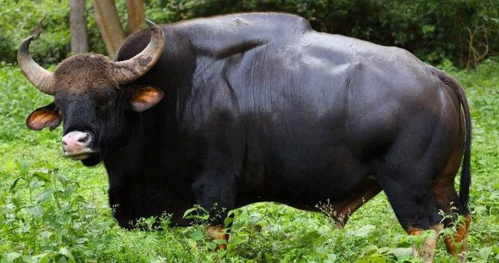 Gaur được tìm thấy trên khắp lục địa Nam và Đông Nam Á