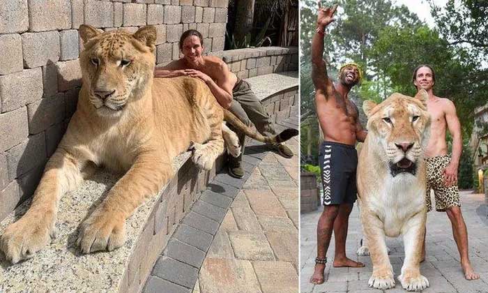 liger-1 Lịch sử của sự lai tạo giữa sư tử và hổ ít nhất là vào đầu thế kỷ 19 ở Ấn Độ.