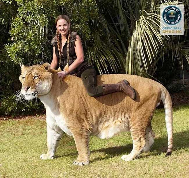 liger-2 Liger là loài lớn nhất thế giới thuộc họ mèo còn tồn tại trên hành tinh của chúng ta.