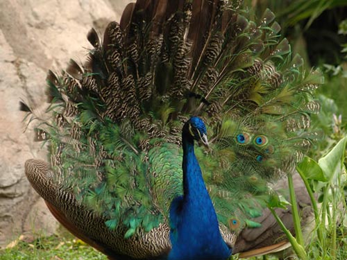 pavo