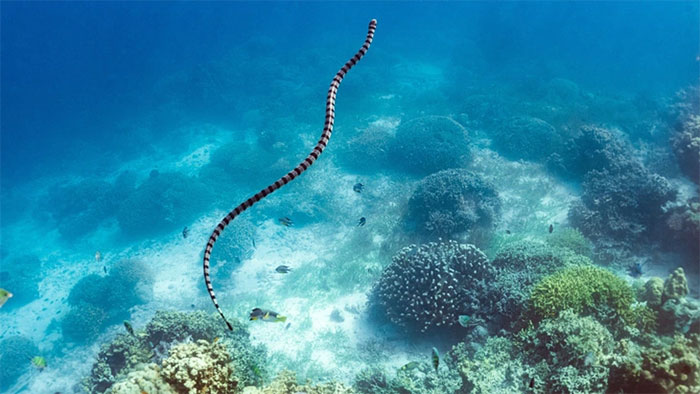 ran-bien-palaeophis-colossaeus Rắn biển Palaeophis colossaeus