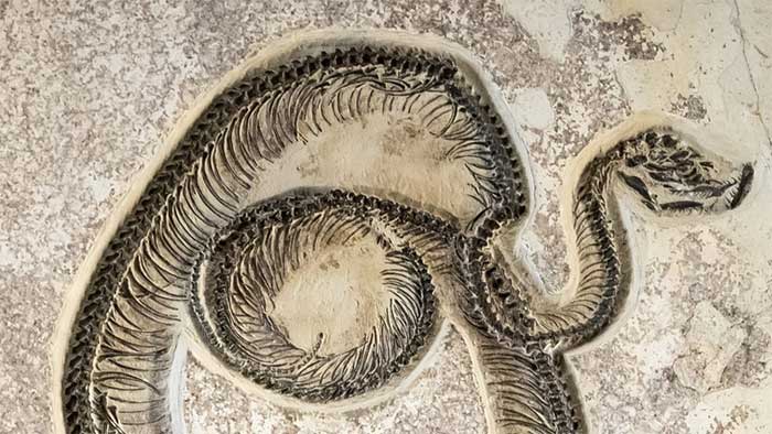 ran-gigantophis-garstini Rắn Gigantophis garstini (11m)
