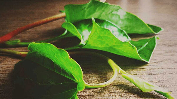Loại lá vị tanh nồng là “thuốc hạ đường huyết” cực nhạy, mọc đầy ở bờ ruộng của người Việt