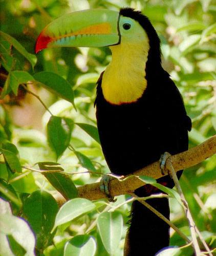 tucan