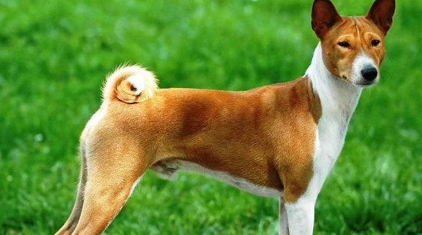Điểm danh những giống chó nguy hiểm nhất thế giới Điểm danh những giống chó nguy hiểm nhất thế giới