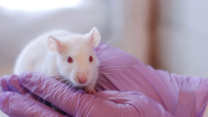 chuot-bach Người và chuột có hệ gene di truyền giống nhau đến 95%.