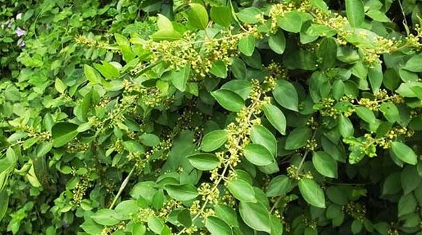 Loại cây là “dược liệu vàng” giúp kiểm soát đường huyết, hạ huyết áp hiệu quả