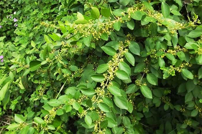Tại Việt Nam loại cây này phổ biến ở các tỉnh thành miền Bắc.