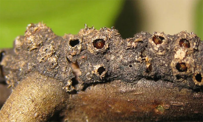 Kiến Azteca brevis