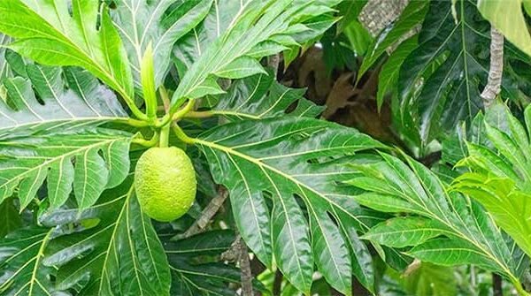 Loại lá là “dược liệu vàng” giúp hạ đường huyết, thanh lọc thận, đào thải axit uric, ngừa cả bệnh tim