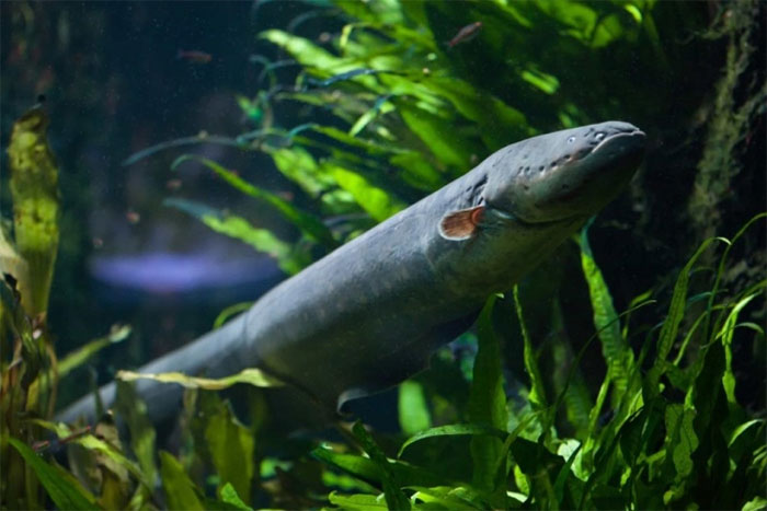 Lươn điện