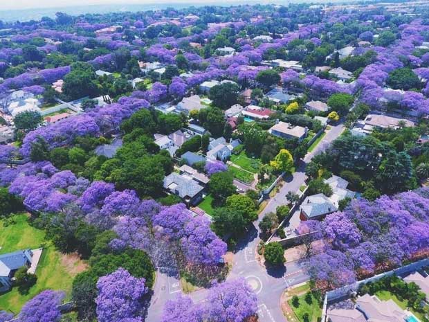 Pretoria là quê hương của loài phượng tím thường nở rộ vào cuối tháng 10.