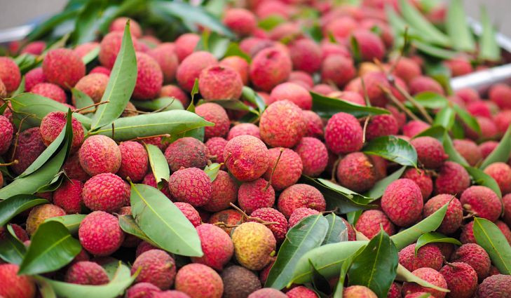 qua-vai Vải mang nhiều dưỡng chất và vitamin giúp chống lại vô số căn bệnh.
