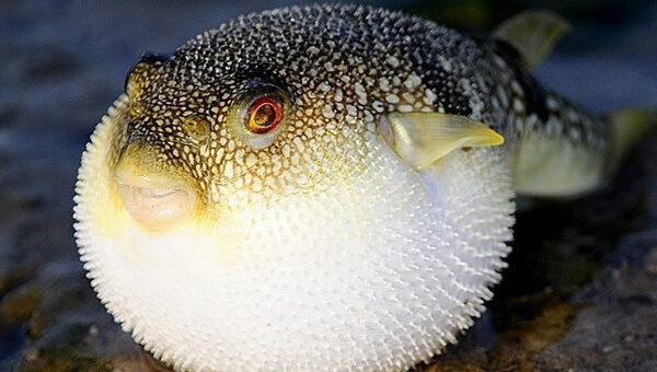 Tetrodotoxin: Chất độc thường gặp trong cá nóc
