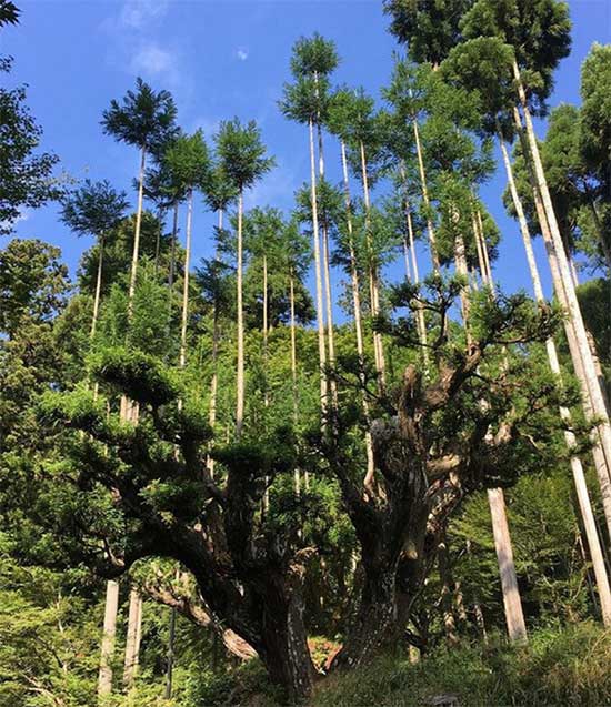 cay-tuyet-tung Phương pháp Daisugi được so sánh với phương pháp coppicing.