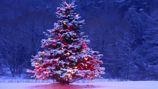 Những bí mật thú vị về cây thông Noel