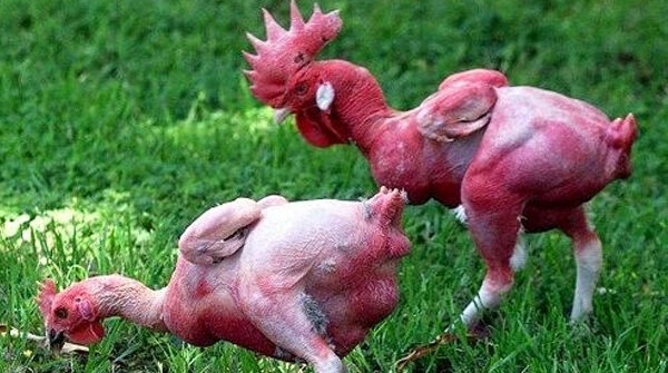 Kỳ lạ giống gà lai trụi lông, da đỏ rực như chim phượng hoàng
