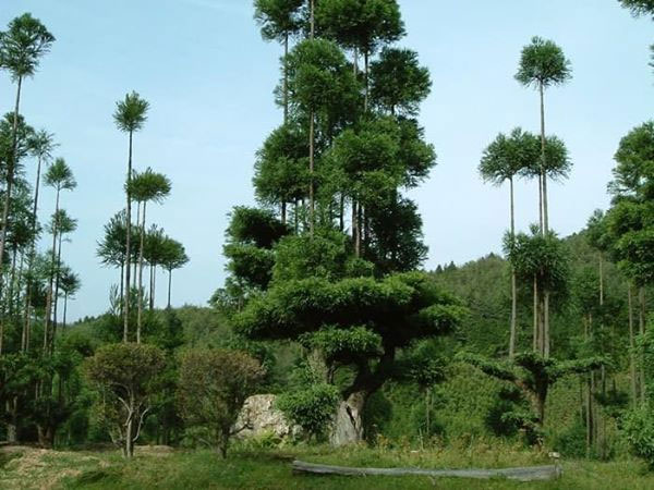 ki-thuat-daisugi-2