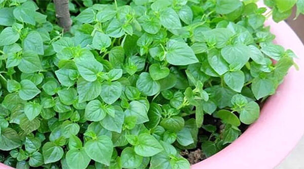 Những lợi ích ít ai biết của rau càng cua