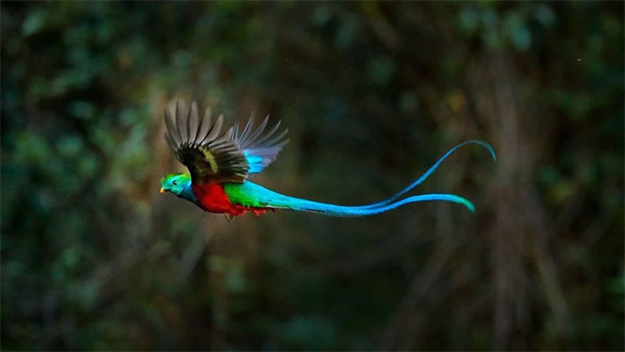 Chim Quetzal rực rỡ