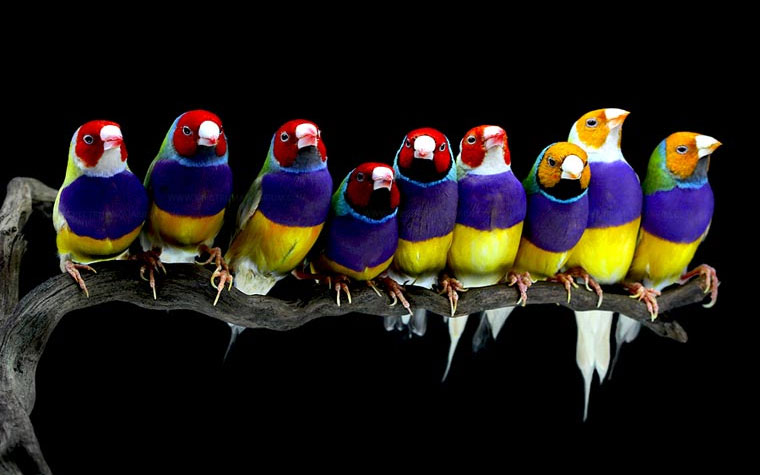 Chim sẻ Gouldian