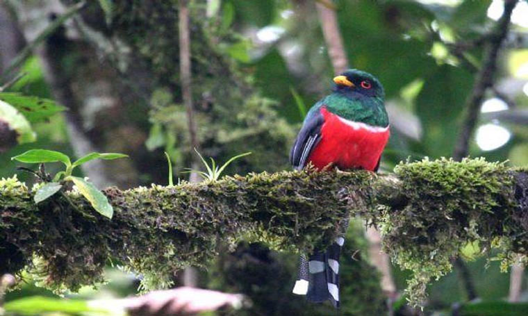 Chim Trogon mặt nạ