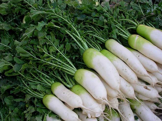 cu-cai Củ cải