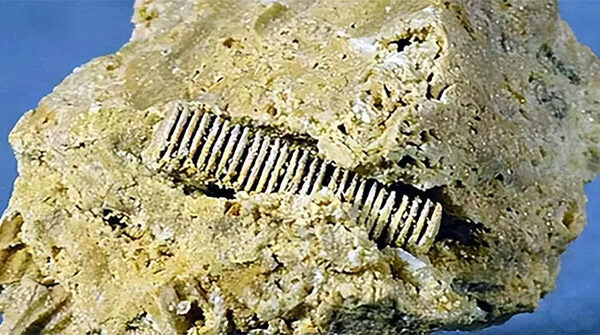 Một “đinh vít” từ 300 triệu năm trước được gắn trong một viên đá, tiết lộ thời kỳ đỉnh cao tiền sử?