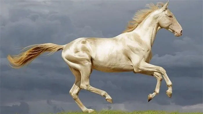 Ngựa Akhal-Teke ngày nay được cho là hãn huyết bảo mã của người Đại Uyên.
