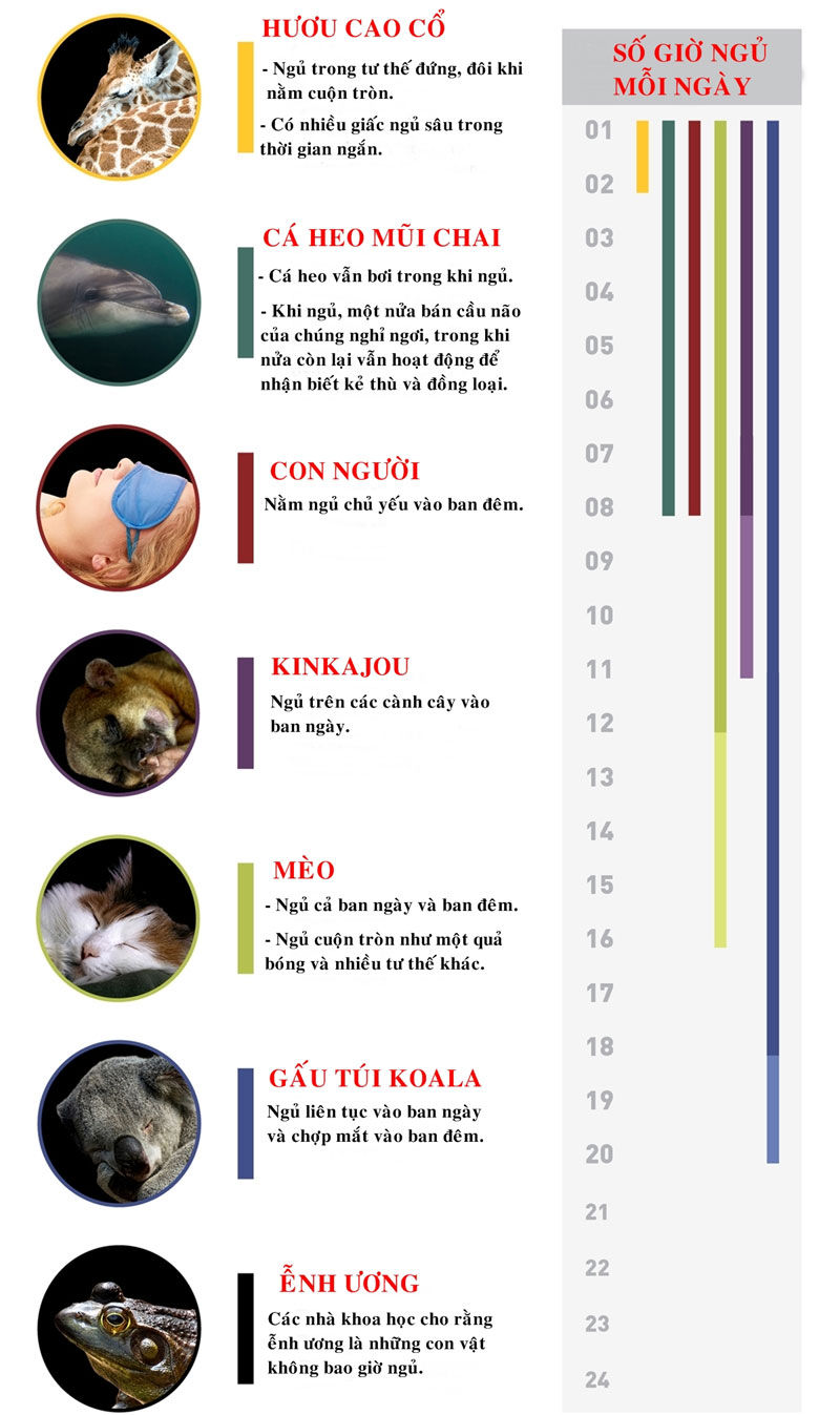 Cá heo vẫn bơi trong khi ngủ, còn gấu túi koala ngủ liên tục vào ban ngày và chợp mắt vào ban đêm. Cá heo vẫn bơi trong khi ngủ, còn gấu túi koala ngủ liên tục vào ban ngày và chợp mắt vào ban đêm.