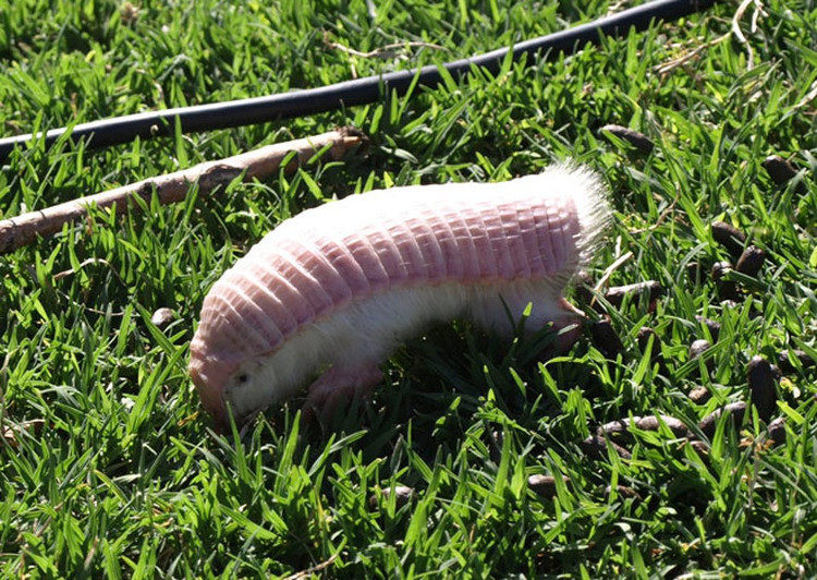 armadillo-1 Loài Armadillo màu hồng này cực kỳ phụ thuộc vào môi trường sống.