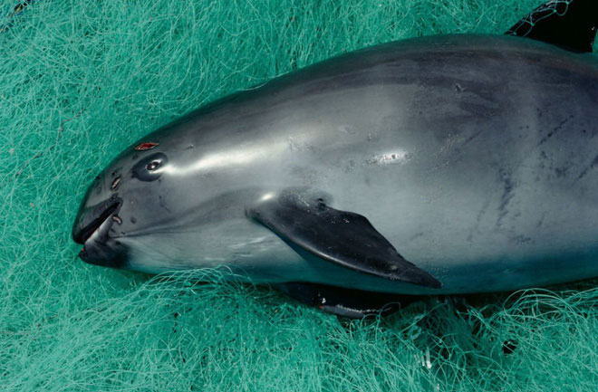 Cá heo vaquita