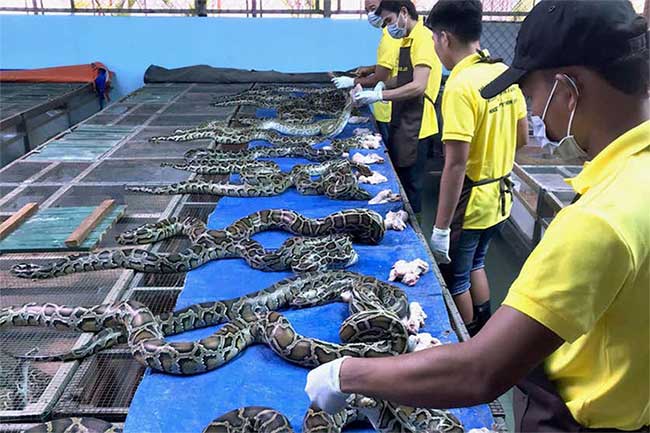 trai-chan-nuoi-tran-4 Một dây chuyền giết mổ trăn ngay tại trang trại.