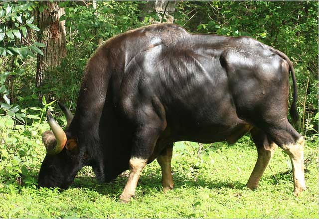 bo-tot-dong-nam-a-3 Loài bò tót này nhìn ở đằng trước, chúng giống như trâu và ở phía sau lại giống như bò.