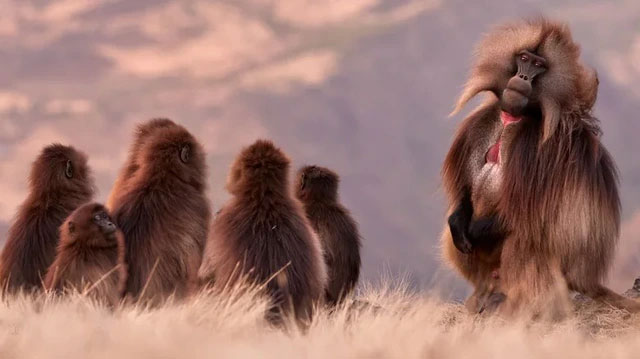 khi-gelada-1 Loài khỉ gelada