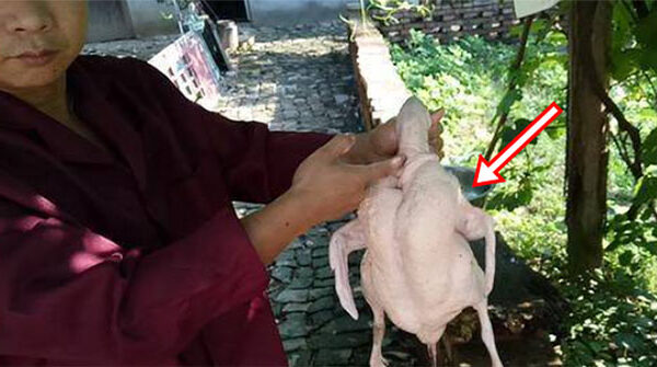 Mổ vịt bất ngờ đụng trúng “vật thể lạ trong suốt”, tưởng đồ bỏ hóa ra giá hơn 300 tỷ