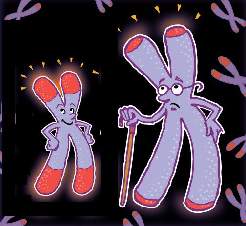 Việc đo được chiều dài của telomere trong tế bào sẽ giúp dự đoán tuổi thọ của con người.