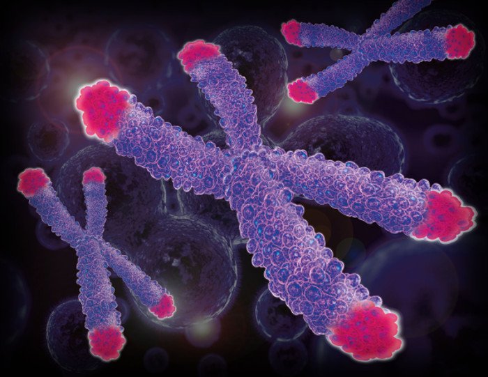 Các telomere (phần màu đỏ).